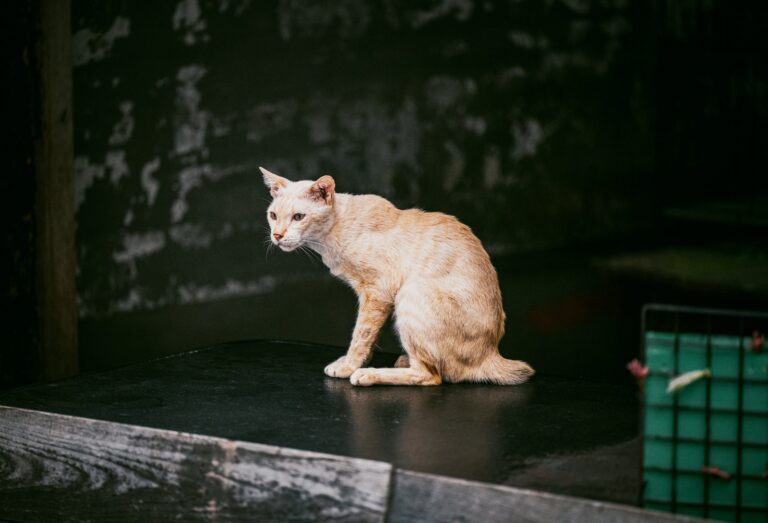 태국 길고양이